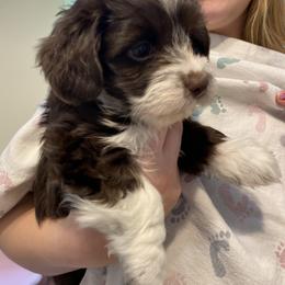 Havanese Puppies from Coco’s Puppies
