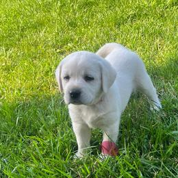 Sallie's Pink Collar - Yellow female Labrador Retriever puppy in Mansfield, Missouri from Leadhill Labs