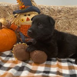 German Shepherd Puppies from Stonewick German Shepherds