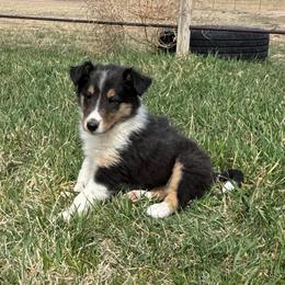 Boy 1 Bo - Black white and tan male Collie puppy in Newcastle, Wyoming from Wykota 7K Scottish Collies