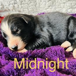 Midnight - Black & white female Australian Shepherd puppy in Charlotte, North Carolina from Awesome Aussies