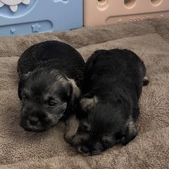 Miniature Schnauzer Puppies from Miniature Schnauzer Paradise llc
