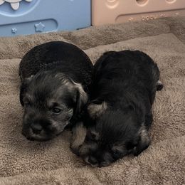 Miniature Schnauzer Puppies from Miniature Schnauzer Paradise llc