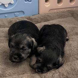 Miniature Schnauzer Puppies from Miniature Schnauzer Paradise llc