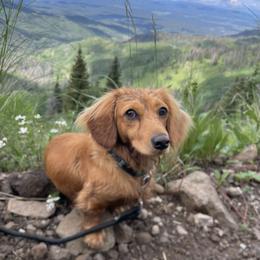 Baxter - Dachshund