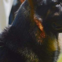 German Shepherds from Breton gsd