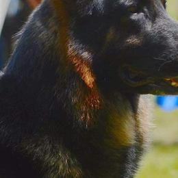 German Shepherds from Breton gsd