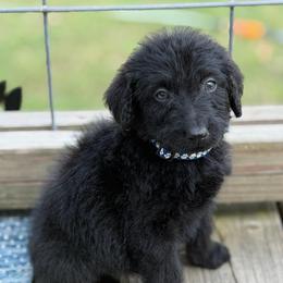 Leo - Black male Labradoodle puppy in Georgetown, South Carolina from Muddy Bay Kennels