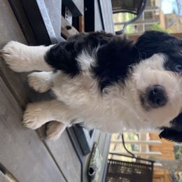 Aussiedoodle and Australian Shepherd Puppies from Sunrise Mountain Aussies