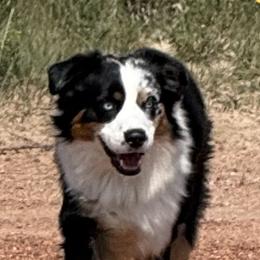 Miniature American Shepherds and Miniature Australian Shepherds from ShawnMarie Davis