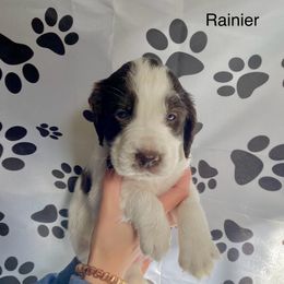 Ranier - Liver and white male English Springer Spaniel puppy in Roland, Iowa from Hurds Hound Haven