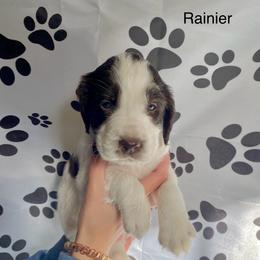Ranier - Liver and white male English Springer Spaniel puppy in Roland, Iowa from Hurds Hound Haven
