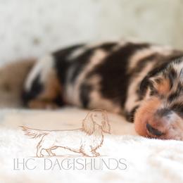 Goose - Dapple male Dachshund puppy in Waco, Texas from LHC Dachshunds