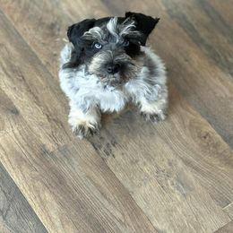 Miriam - Miniature Schnauzer