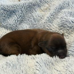 Roux - Blue and tan male Shorkie puppy in Delta, Colorado from SATA Kennels