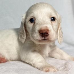 Marlin - Red male Dachshund puppy in Winamac, Indiana from WZ Kennels