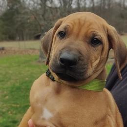 Lt Green Boy - Rd whtn blk nose male Rhodesian Ridgeback puppy in Fort Leonard Wood, Missouri from Sans Peur Ridgebacks