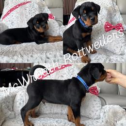 Blue Collar - Black and mahogany male Rottweiler puppy in Washington, Pennsylvania from McWreath Rottweilers