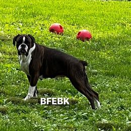 Kaia - Boxer