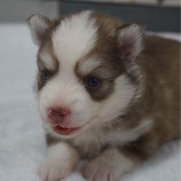 Sage - Chocolate female Pomsky puppy in Krum, Texas from Paw-Some Pomskies