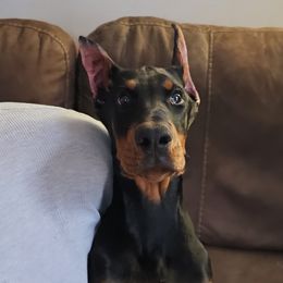 Tino - Doberman Pinscher puppy in Massachusetts from Di Nonno Dobermann