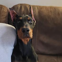 Tino - Doberman Pinscher puppy in Massachusetts from Di Nonno Dobermann