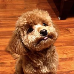 Maltipoo All Grown Up from Mini Paws kennel