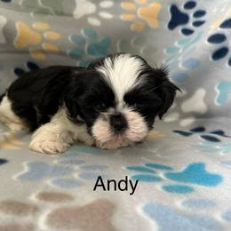 Andy - Black and white male Shih Tzu puppy in Jasper, Indiana from Jacob’s Spoiled Shih Tzu