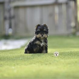 Pancake - Black and tan male Yorkshire Terrier puppy in Petersburg, Virginia from Louie yorkie crustables