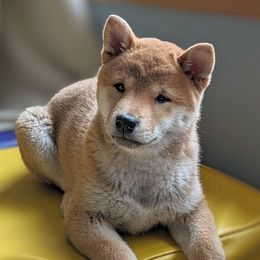 Shiba Inu Puppies from Takikawa Shiba Inus
