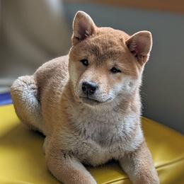 Shiba Inu Puppies from Takikawa Shiba Inus