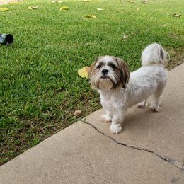 April - Shih Tzu
