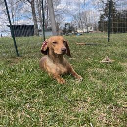 Rubble - Dachshund