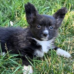 Girl 2 - Black and white female Companion Cross puppy in Davenport, Washington from Lovely Ladies and Little Asses Miniature Equines (L3A Pomeranians & Papillons)