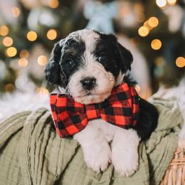 Orange Boy - Black and white male Bernedoodle puppy in Mckinney, Texas from Doodles of North Tx