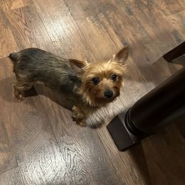 Daisy - Yorkshire Terrier