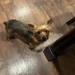 Daisy - Yorkshire Terrier