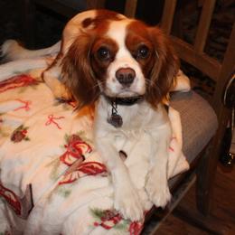 Penel - Cavalier King Charles Spaniel