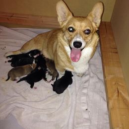 Pembroke Welsh Corgi Puppies from Shenanigans Ranch
