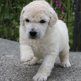Jake - Cream male Poodle puppy in Ephrata, Washington from NCR Ranch