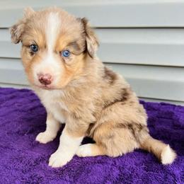 Bentley - Red merle male Australian Shepherd puppy in Charlotte, North Carolina from Awesome Aussies