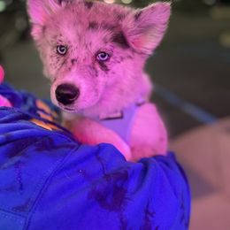 Pomsky Puppies from Urban Sky Kennel