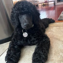 Poodle Puppies from Ocala Standard Poodles