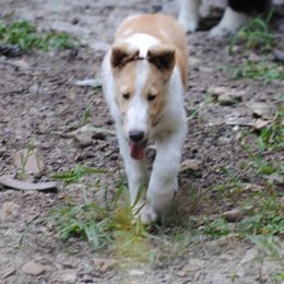 Collie Puppies from Collies of Wych