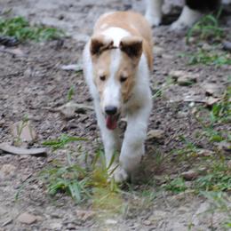 Collie Puppies from Collies of Wych