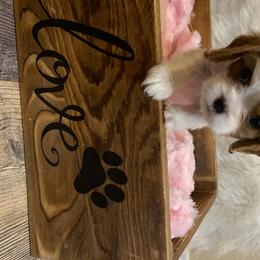 Cavalier King Charles Spaniel Puppies from Heaven Sent Cavaliers