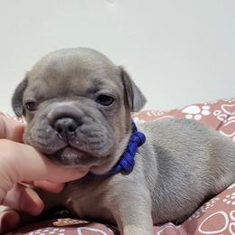Smoky (Blue) - Blue fawn male French Bulldog puppy in Montrose, Michigan from C.Lee Family Frenchies