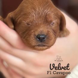 Velvet - Red female Cavapoo puppy in Beckley, West Virginia from By Design Doodles