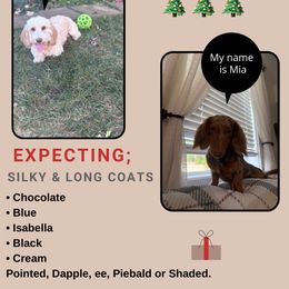 Dachshund puppies from Teenie Little Hearts