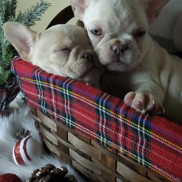 Marcie - White French Bulldog puppy in San Francisco, California from Bossalini French Bulldogs